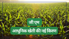 GM is the hope of Modern Agriculture